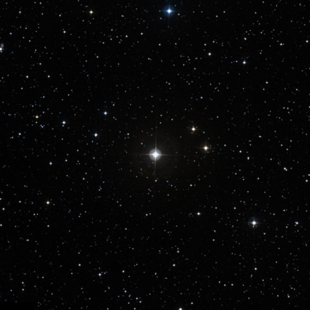 Image of Mago