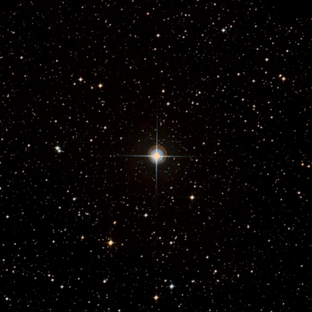 Image of C-Pup