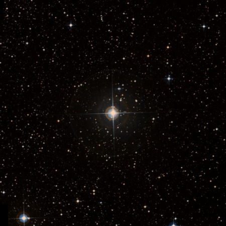 Image of 212-Pup