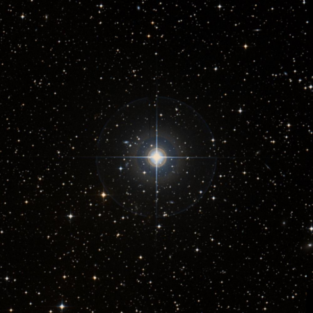 Image of H-Pup