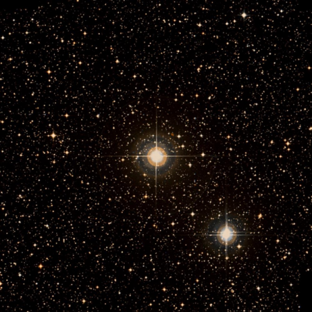 Image of 4-Pup
