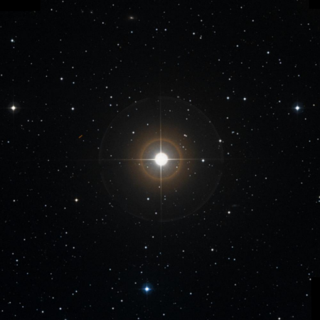 Image of Lilii-Borea
