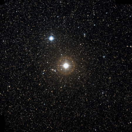 Image of Anser