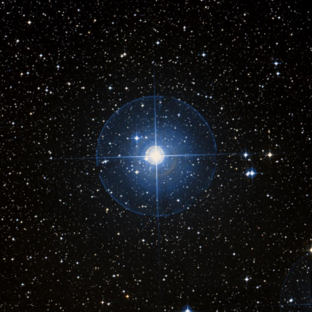 Image of P-Pup
