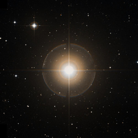 Image of Rana